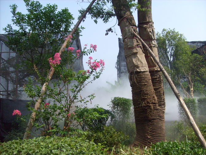 雾森